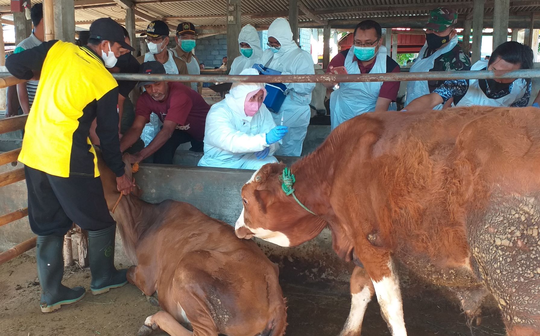 Gerakan Vaksinasi PMK Populasi Ternak 180 Ribu Ekor