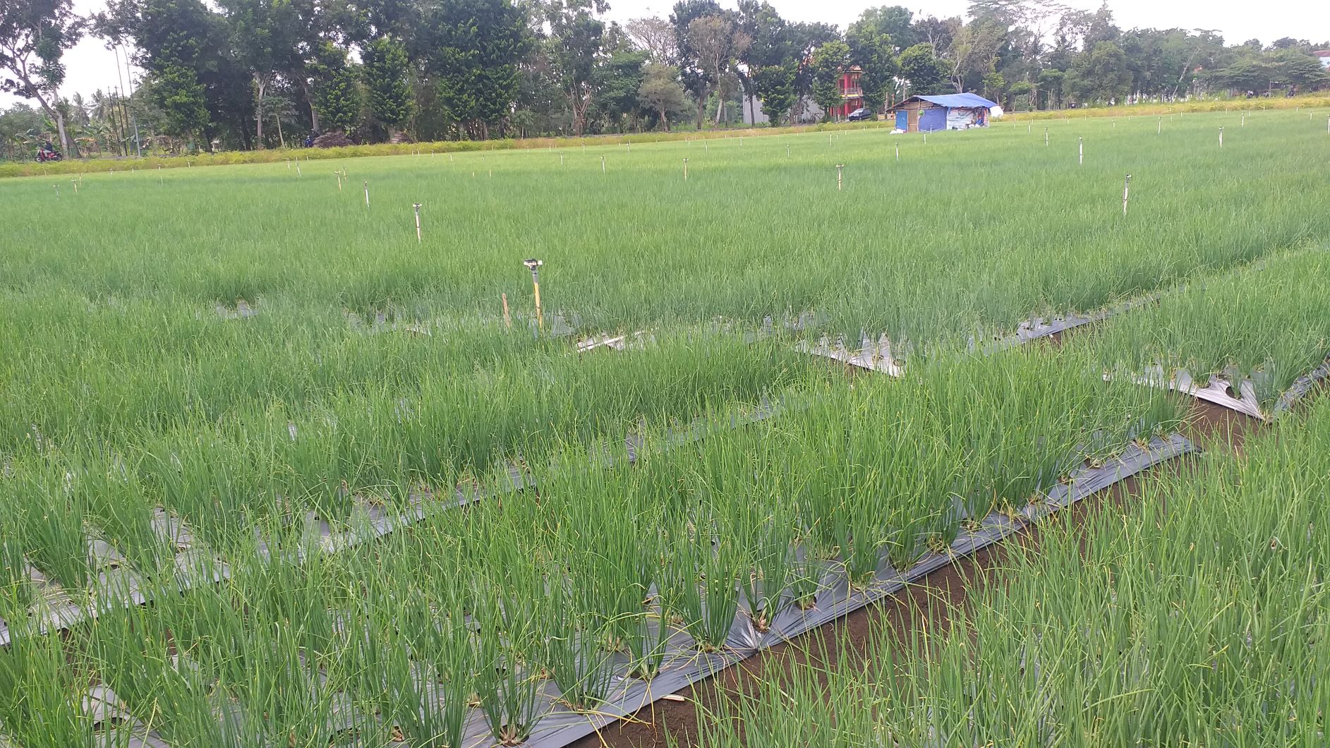 Lahan Bawang Merah Menyusut, Harga Benih Tembus Rp 100 Ribu/Kg