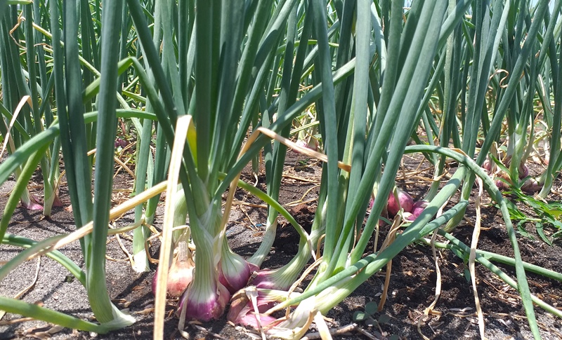 Petani Kulonprogo Sukses Panen Bawang Merah di Lahan Pesisir