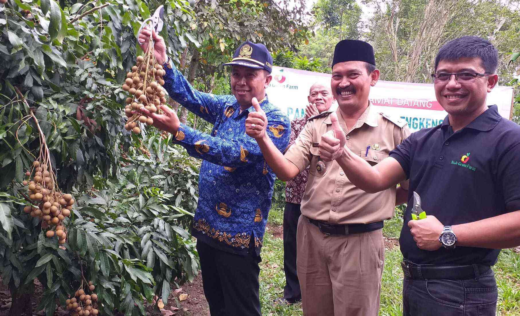 Panen Perdana Kelengkeng, RoJo Green Farm Hilangkan Kesan Lereng Gunung Cekel Tandus