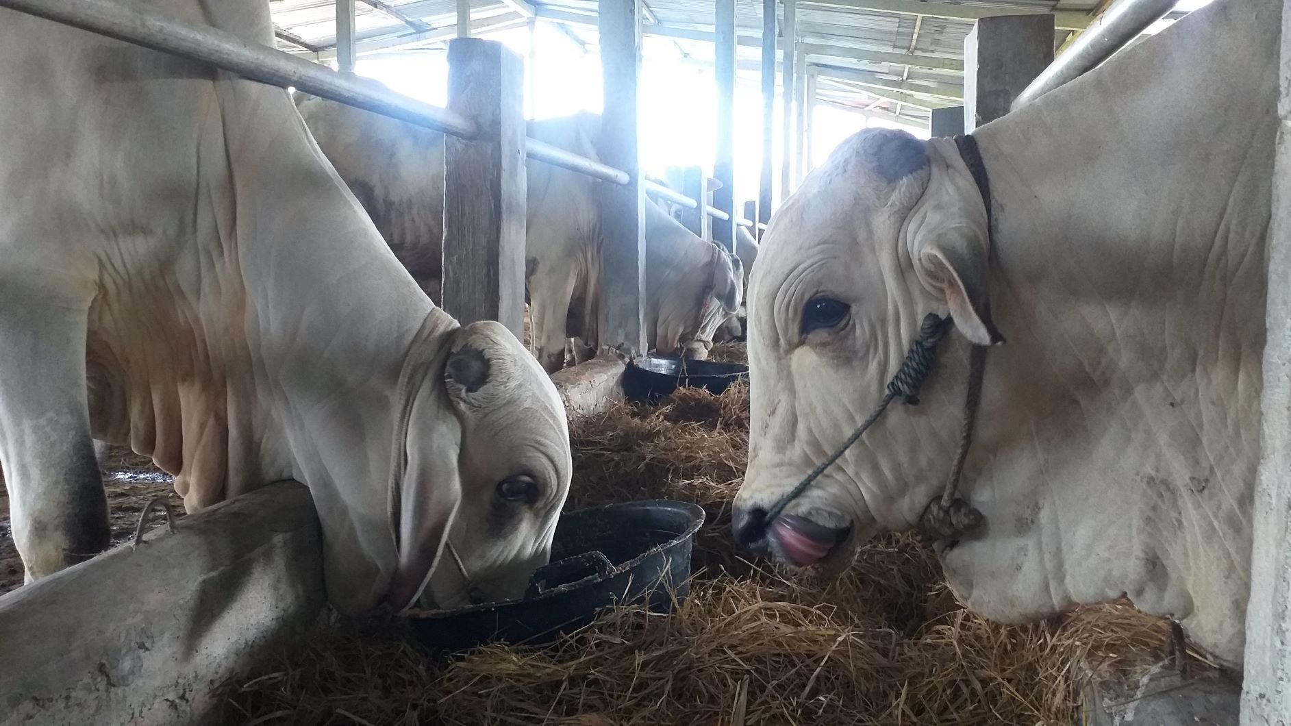 369 Sapi Terkena Cacing Hati, Tiap KK Terima Daging 1,59 Kg