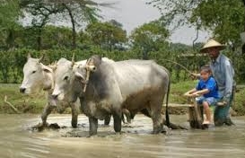 Desa Wisata Brayut Berbasis Kearifan Lokal