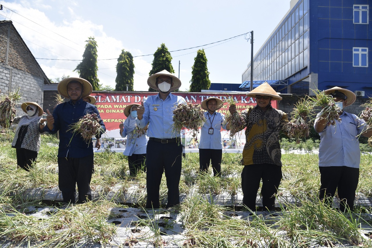 Wabup Sleman Panen Bawang Merah Tandai Tutup Sekolah Lapang 