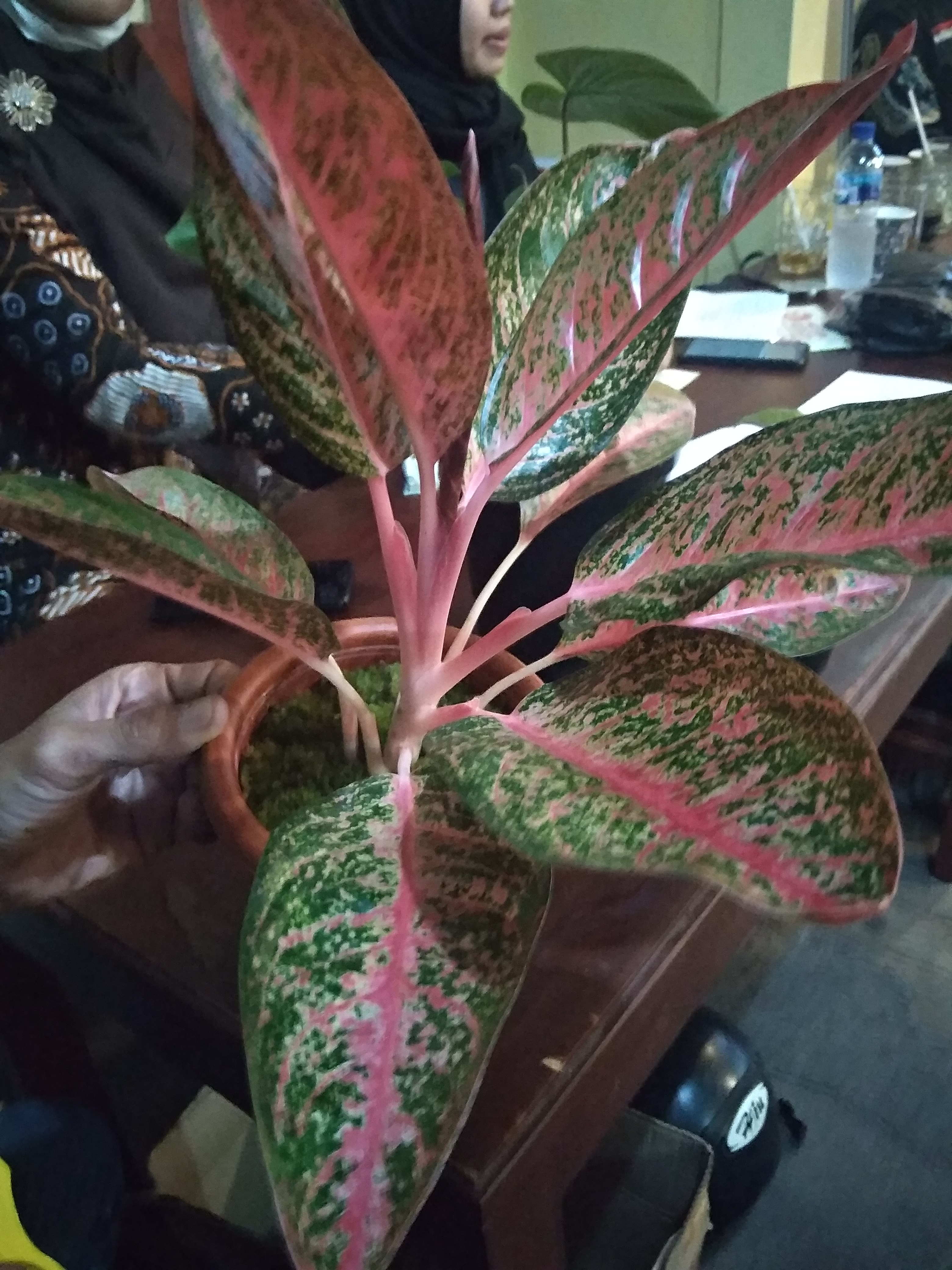 Ken Dedes Laku Rp 900 Ribu