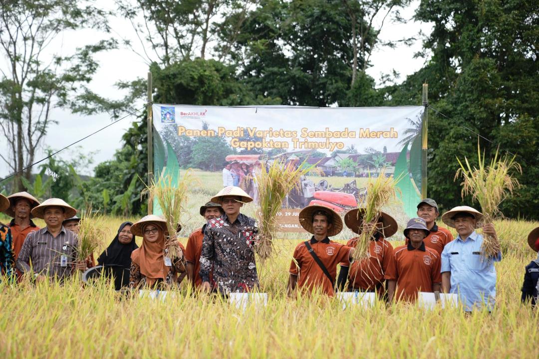 Wabup Sleman Lakukan Panen Raya, Komit Dukung Budidaya Komoditas Pertanian Unggulan