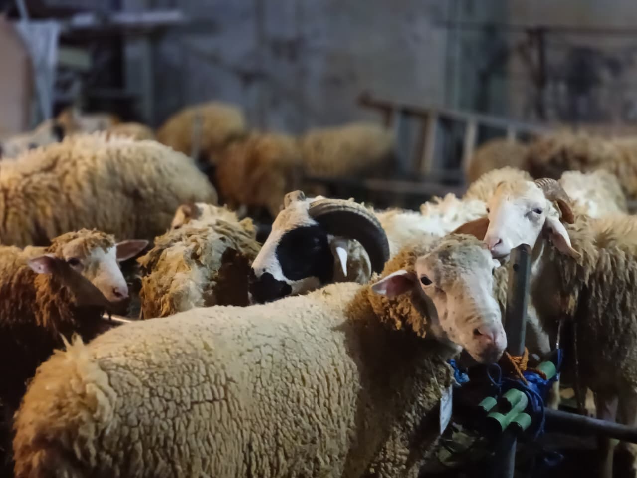 Jumlah Kambing Kurban Meningkat, Masjid NHK Siap Sembelih 14 Sapi dan 35 Kambing