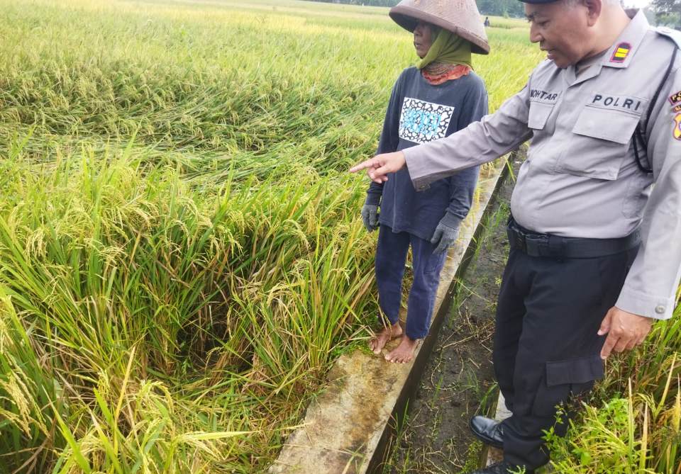 Petani di Bantul Tewas Tersambar Petir Saat Cari Jerami di Sawah Pundong