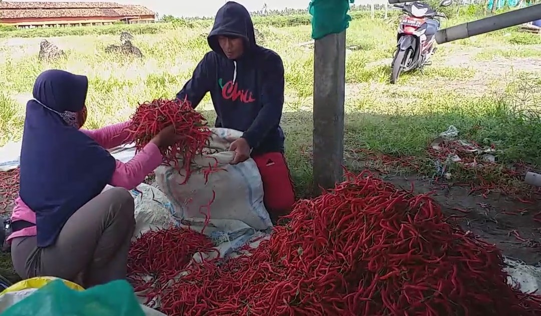 Ganti Tanaman Cabai,  Petani Kulonprogo Tidak Nikmati Harga Rp 57 Ribu/Kg