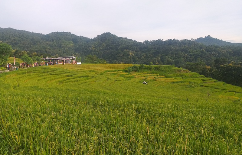 Wiwitan Panen Padi Lahan Tadah Hujan, Bupati Sutedjo Bisa Nikmati Keindahan  Penggung
