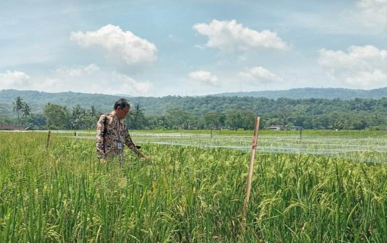 DP3 Sleman Siapkan Strategi Mitigasi Dampak Perubahan Iklim di Sektor Pertanian